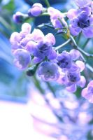 冬青树果子功效与作用(冬青树结紫色果能吃吗)