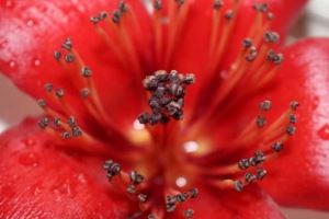 向日葵蜂蜜的作用与功效 蜂蜜什么花的好