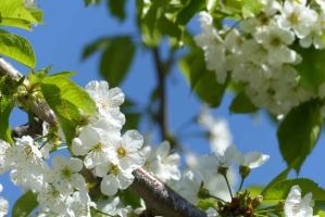 榆叶梅花期：花期为3-4月，可观赏期为10天左右(榆叶梅什么季节开花)