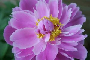 茶树花粉的功效与作用，茶叶开花有花粉