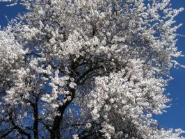 樱桃树的功效与作用农用