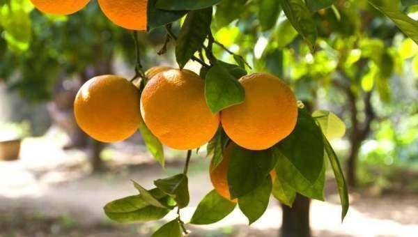 养了很多年的橙子树从未结过果实，这是什么原因呢？