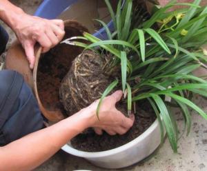 盆栽怎样换盆：换盆时间最好是在植物休眠期或生长初期进行