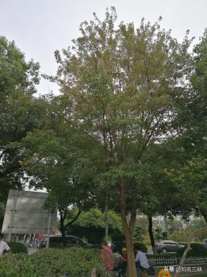 三角槭树图片
