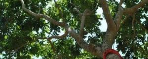海南27种名贵树木