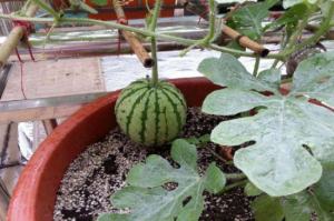 阳台成功种的西瓜经验，4种养殖经验促进瓜苗生长