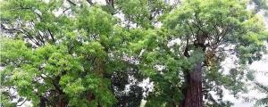 白腊树的种类