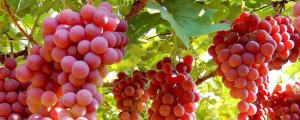 葡萄属于缠绕藤本植物吗