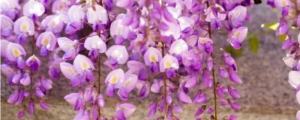 紫藤萝花语和寓意