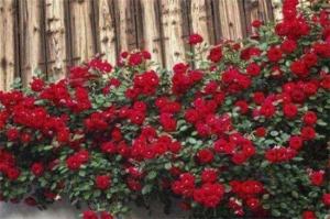 甜蜜红木香是蔷薇花吗，蔷薇花中的优良品种