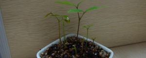 桂圆种子制作的小盆栽