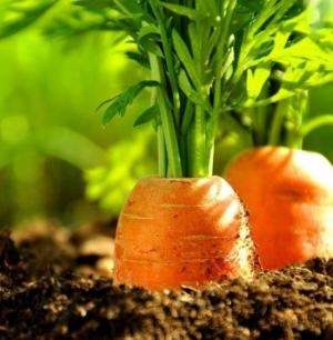 胡萝卜什么时候传入中国：胡萝卜约在13世纪从伊朗引入中国，并发展出中国生态型