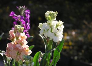 紫罗兰花语：各颜色的花语