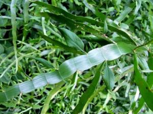 竹节蓼的养殖方法：浇水应做到“干湿相间而偏干”