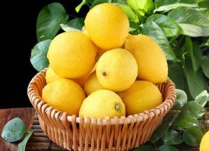 哪个季节是黄柠檬的收获季节？