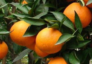 鹅柑橘功效与作用