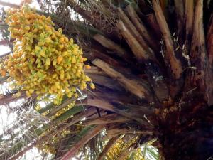 棕榈树根的功效与作用，棕榈树根茎可以吃吗